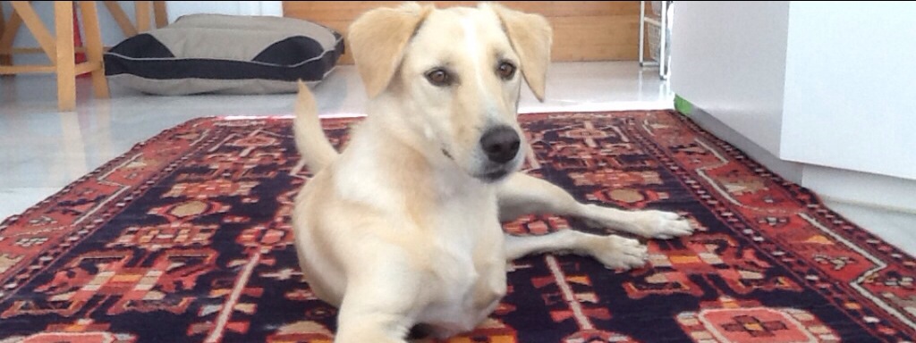 10700576_10152948799374578_4775372266932147356_o (1).jpg