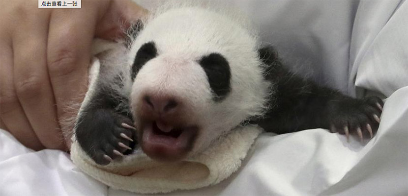 panda3