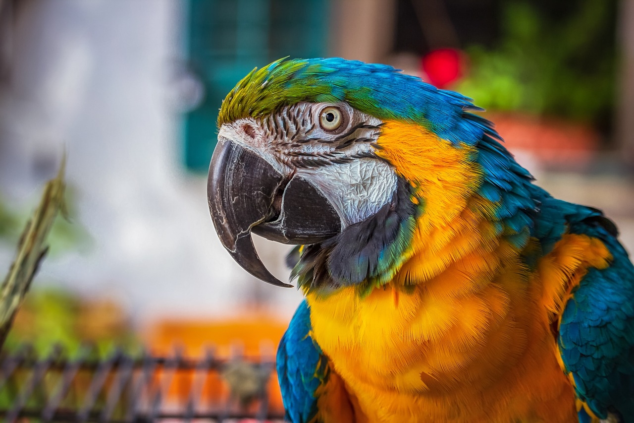 Macaws, οι μεγαλύτεροι και εντυπωσιακότεροι παπαγάλοι​