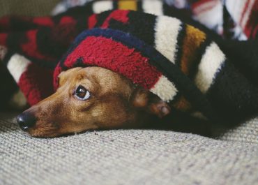 Διαταραχές ύπνου σε σκύλους